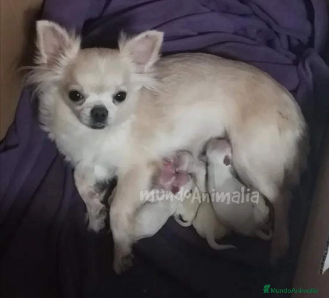 Imagen de galería {{count}}