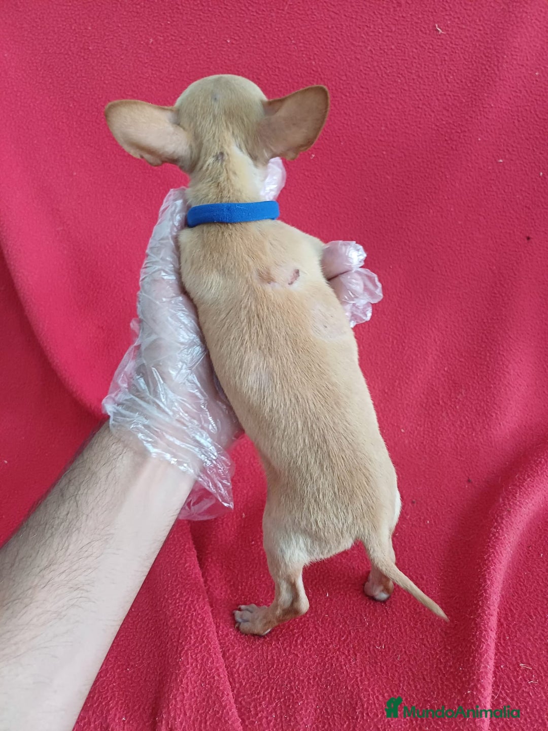 Chihuahua perros en venta: Chihuahua Mini  - Imagen 3