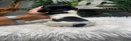 Cocker Spaniel Inglés perros en venta: COCKER SPANIEL INGLES - Anuncio 3