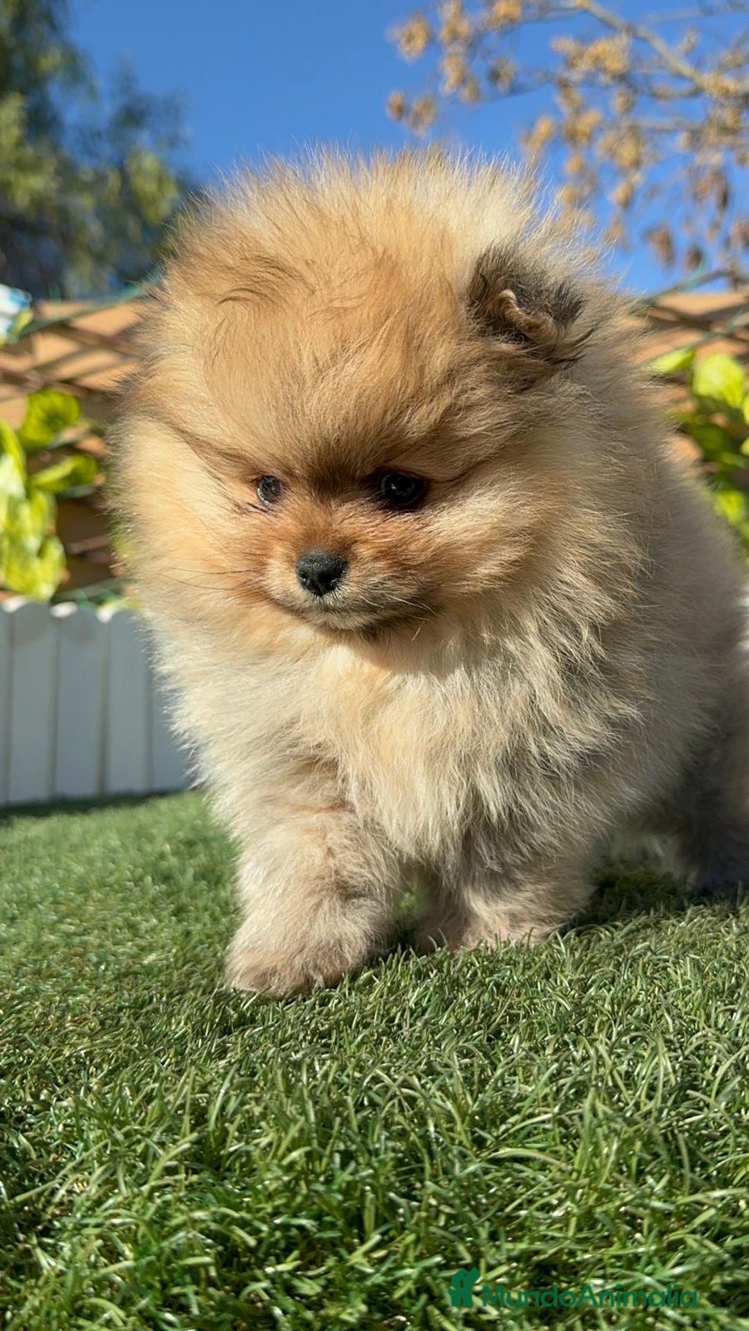 Pomerania perros en venta: POMERANIA CARA DE OSITO - Anuncio 11