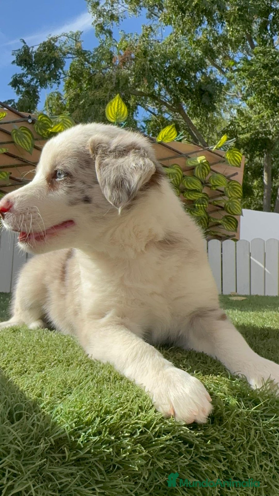 Border Collie perros en venta: BORDER COLLIE HEMBRA RED MERLE - Imagen 9