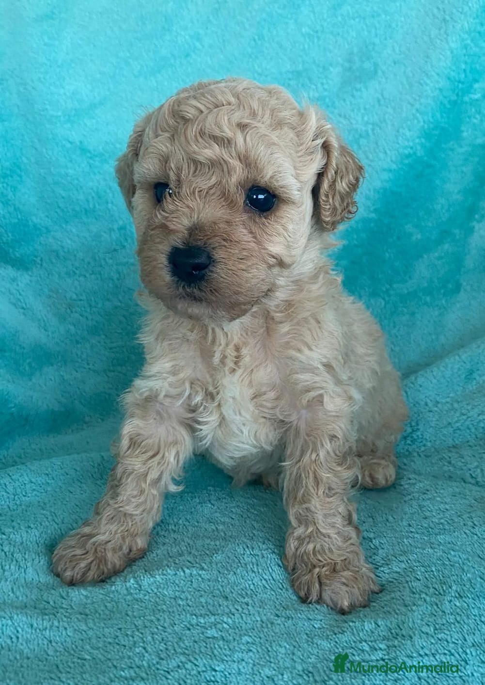Caniche Toy perros en venta: Caniche toy, precio real - Anuncio 4