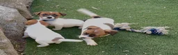 Jack Russell Terrier perros en venta: Cachorros de pelo corto de jack russell - Anuncio 4