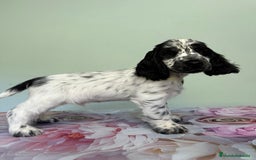 Cocker Spaniel Inglés perros en venta: Preciosos machos cocker inglés  - Imagen 4