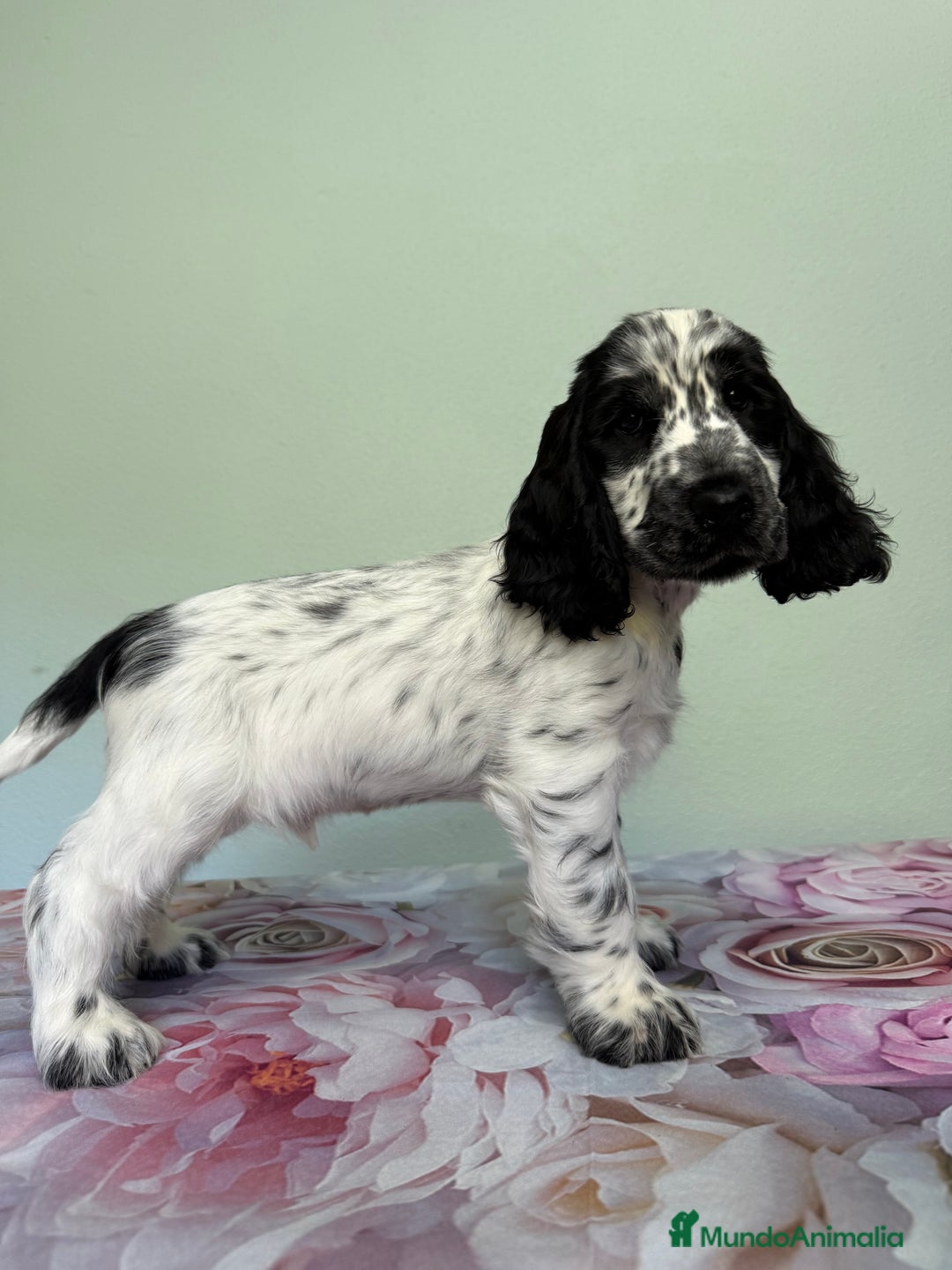 Cocker Spaniel Inglés perros en venta: Preciosos machos cocker inglés  - Imagen 4