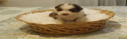 Pastor Australiano perros en venta: Excelente camada de Pastor Australiano  - Anuncio 9