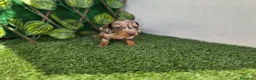 Teckel Miniatura perros en venta: TECKEL MINIATURA & KANNINCHEN ARLEQUIN - Anuncio 3