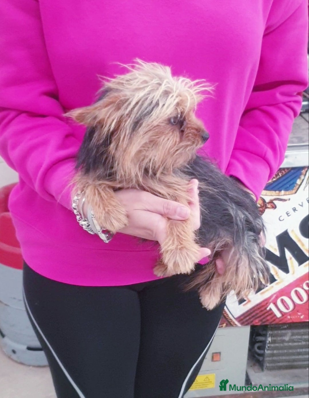 Yorkshire Terrier perros en venta: Yorkshire Terrier Toy - Imagen 3