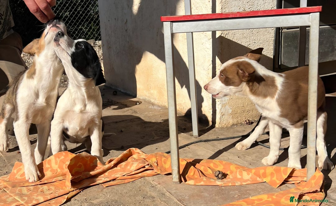 Border Collie perros en venta: Preciosos border collie  - Anuncio 7
