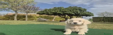 Golden Retriever 2