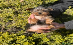 Yorkshire Terrier perros en venta: Yorkshire hembra micro  en Barcelona - Imagen 6