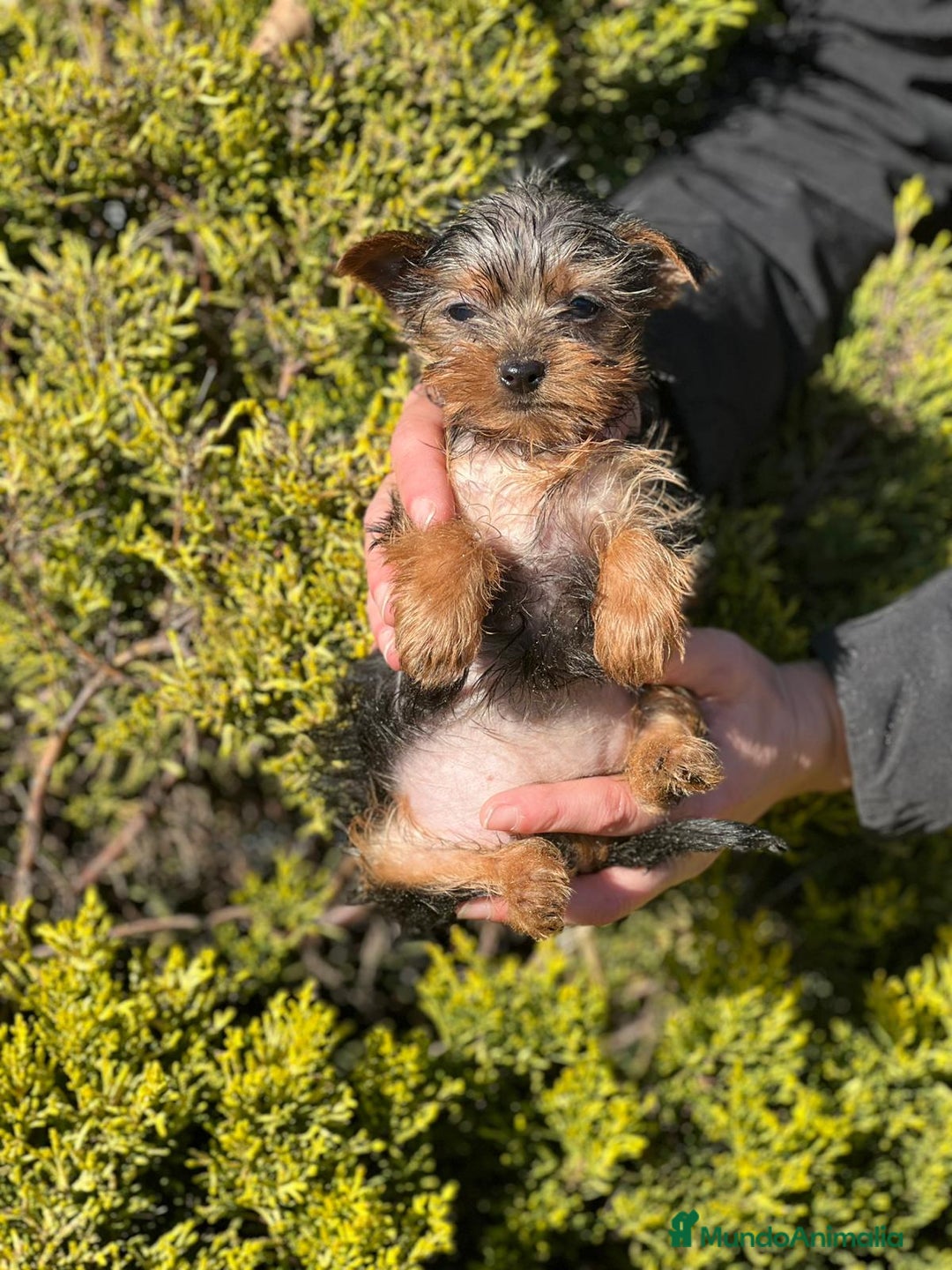 Yorkshire Terrier perros en venta: Yorkshire hembra micro  en Barcelona - Imagen 6