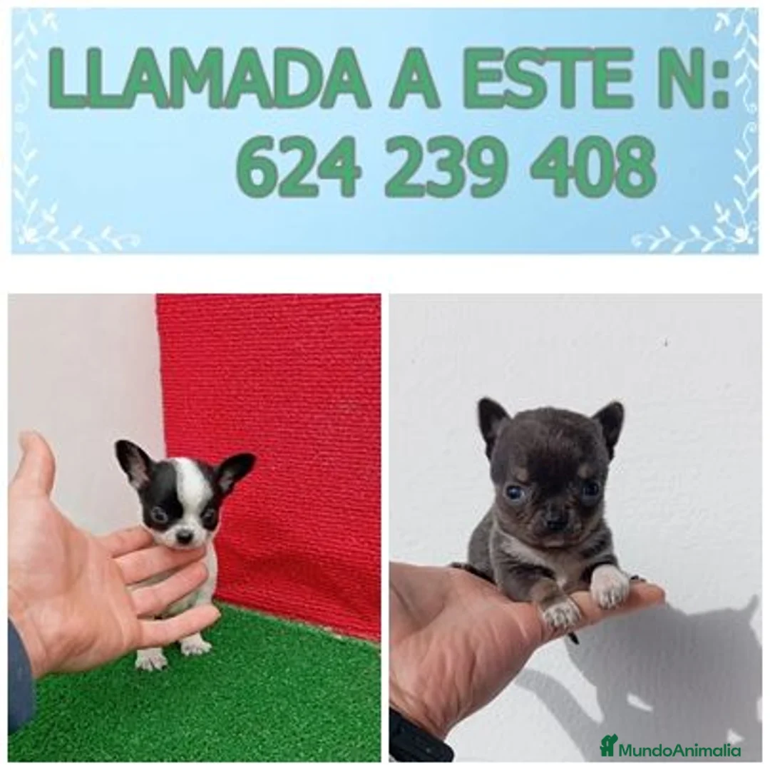 Chihuahua perros en venta: PRECIOSOS CHIHUAHUA RUSO Y ASIÁTICO  - Anuncio 2