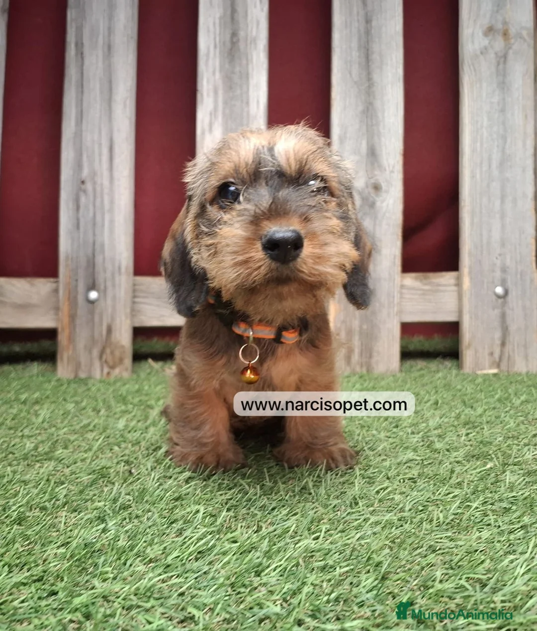 Teckel Miniatura perros en venta: TECKEL PELO DURO HOJA SECA - Anuncio 1