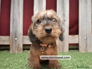 Teckel Miniatura perros TECKEL PELO DURO HOJA SECA - Anuncio 1