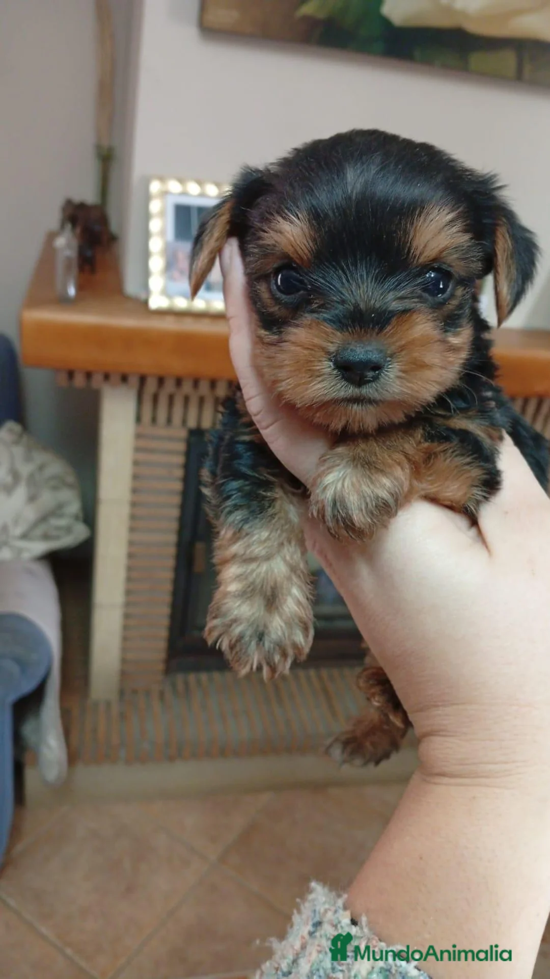 Yorkshire Terrier perros en venta: Yorkshire Terrier  - Anuncio 2