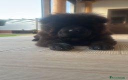 Chow Chow perros en venta: Chow chow - Anuncio 5