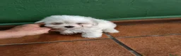 Bichón Maltés perros en venta: Bichón maltes Toy  - Anuncio 2