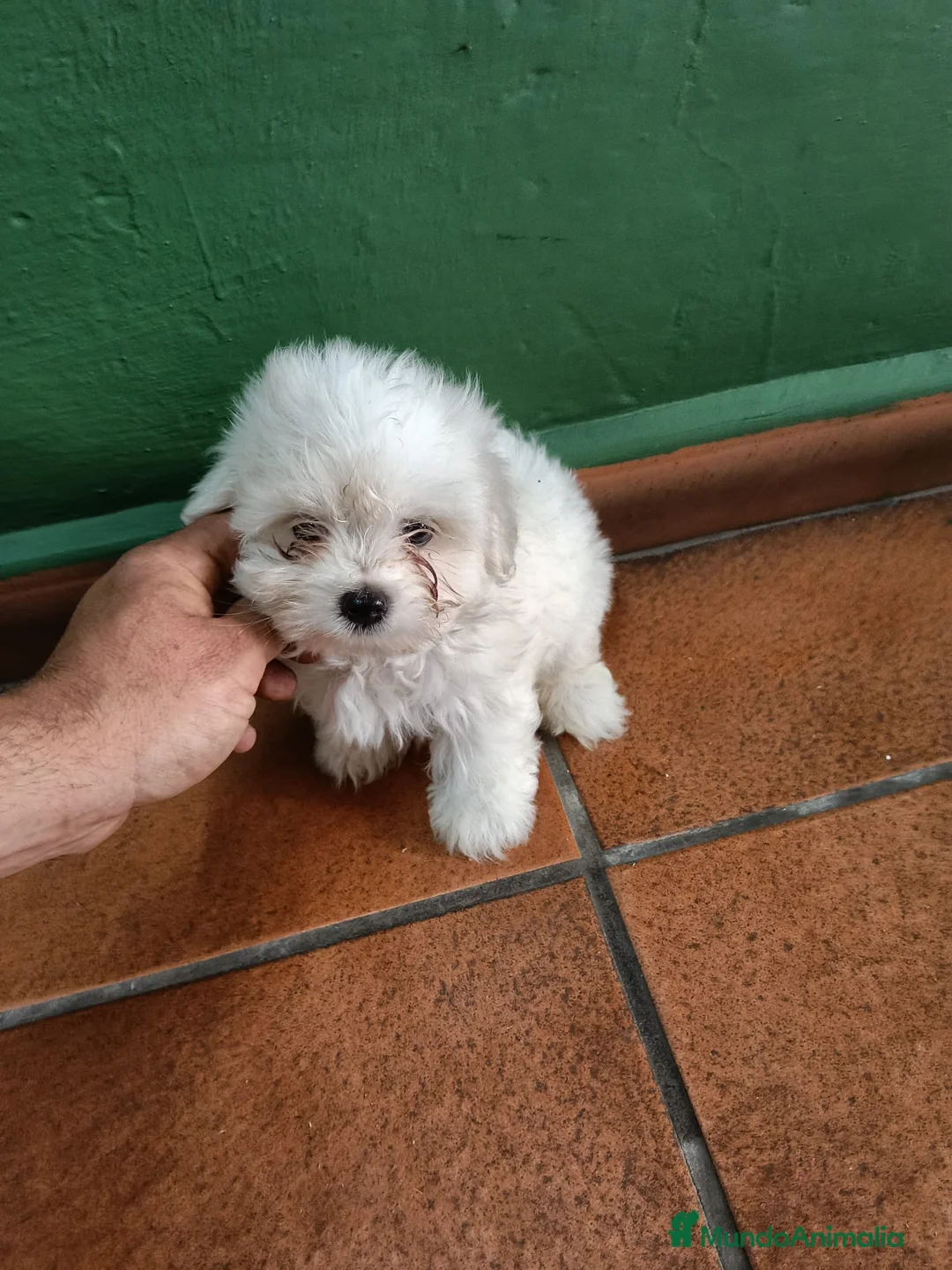 Bichón Maltés perros en venta: Bichón maltes Toy  - Anuncio 2