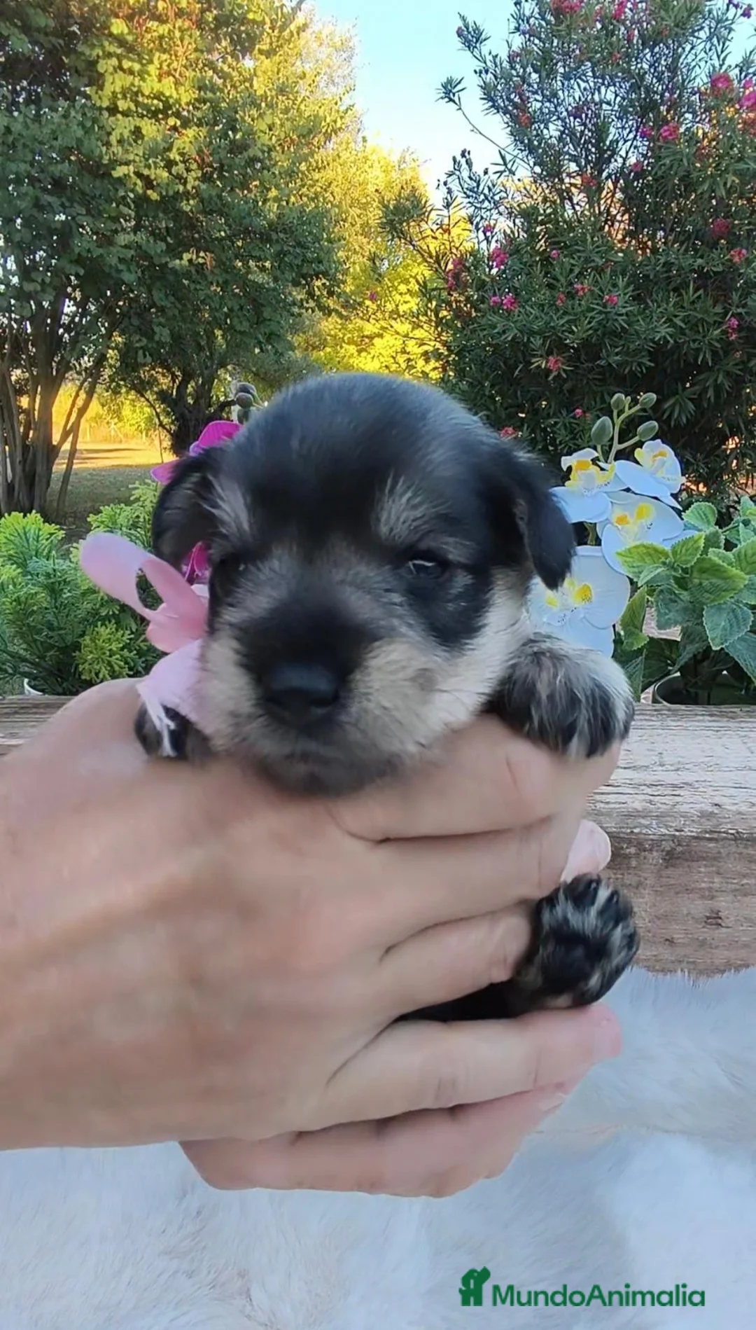 Schnauzer Miniatura perros en venta: Preciosos schnauzer miniatura ❤️ - Anuncio 2