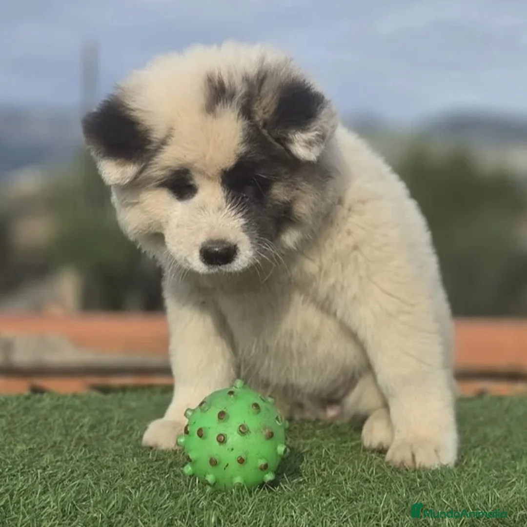Akita Inu perros en venta: Akita  - Anuncio 3