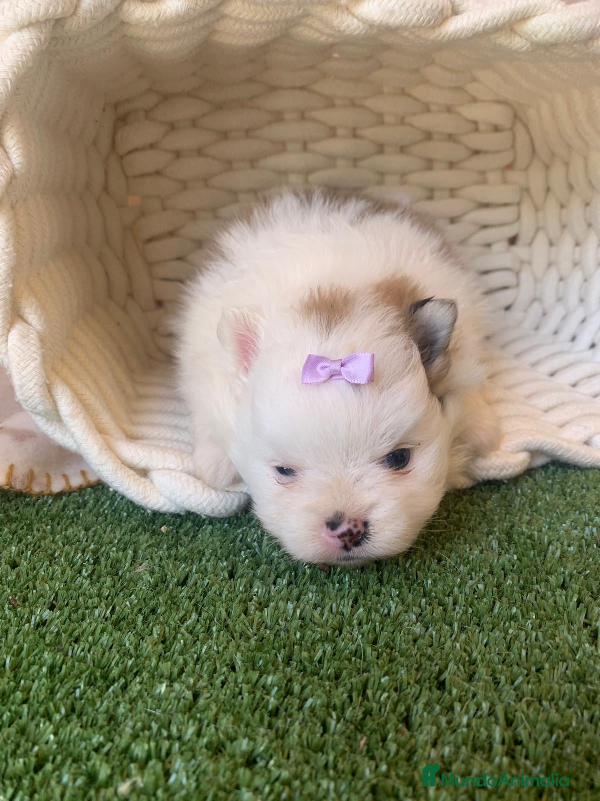 Pomerania perros POMERANIA - Anuncio 1