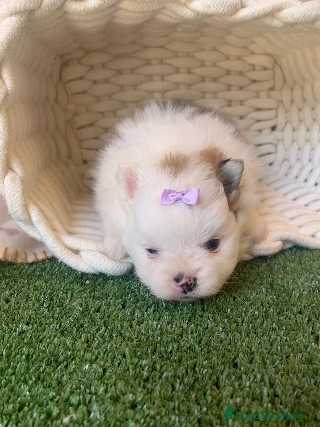 Pomerania perros en venta: POMERANIA - Anuncio 1