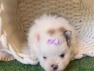 Pomerania perros POMERANIA - Anuncio 1