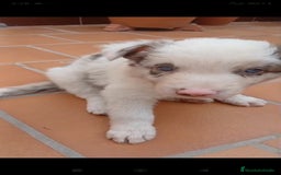 Border Collie perros en venta: Border collie  - Imagen 1