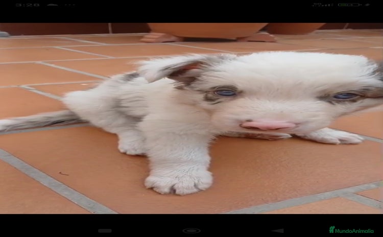 Border Collie perros - Anuncio 1