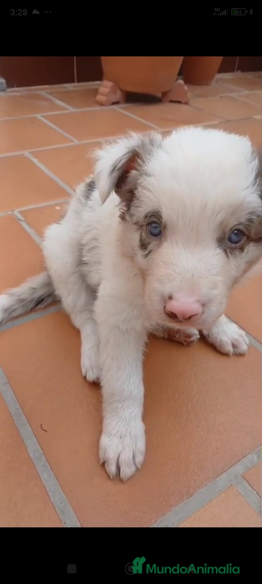 Border Collie perros en venta: Border collie  - Imagen 1