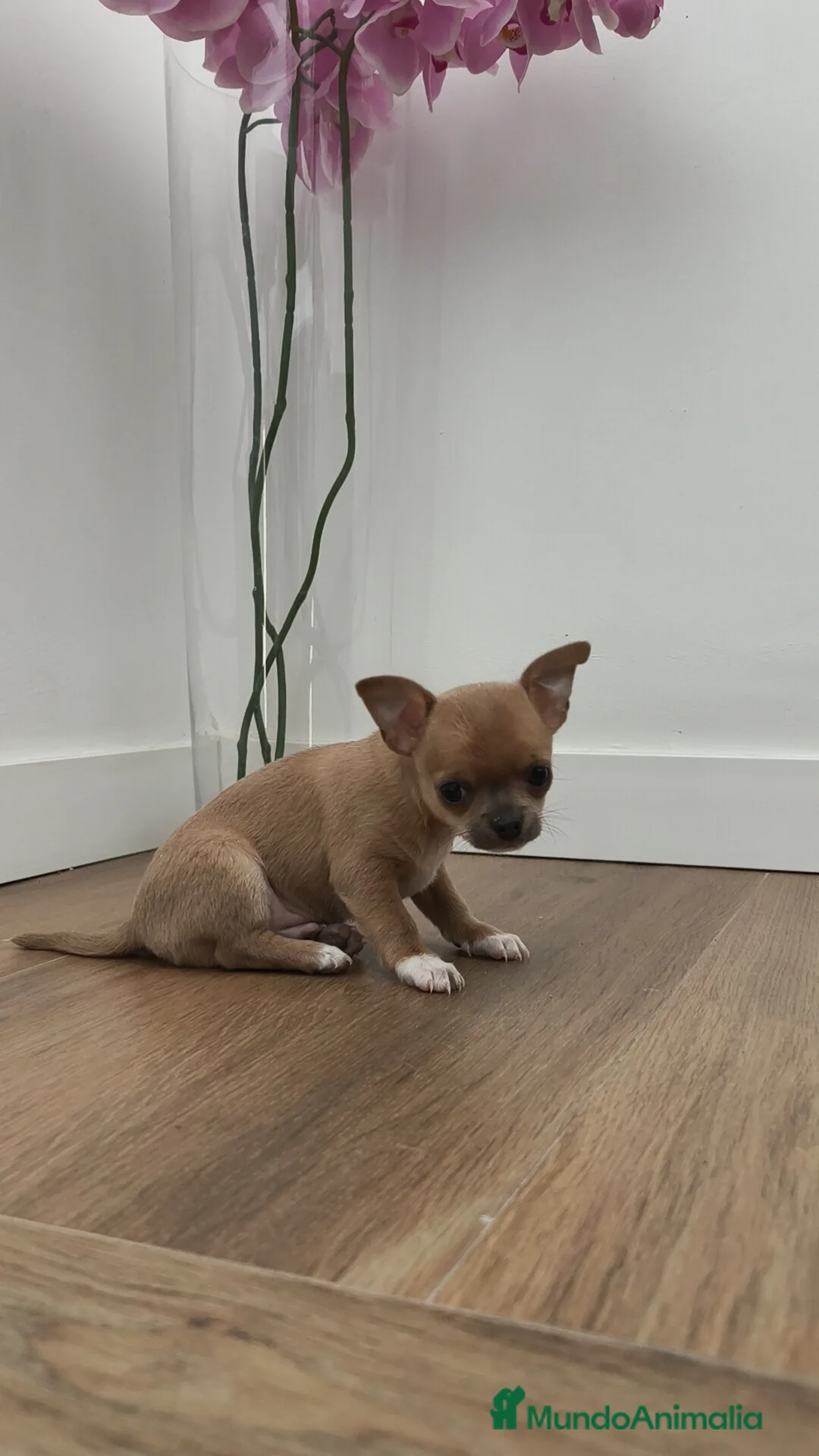 Chihuahua perros en venta: Chihuahua Toy ♂️ - Anuncio 6
