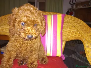 Caniche Toy perros Red toy poodle cachorro caniche. en Sevilla - Anuncio 1