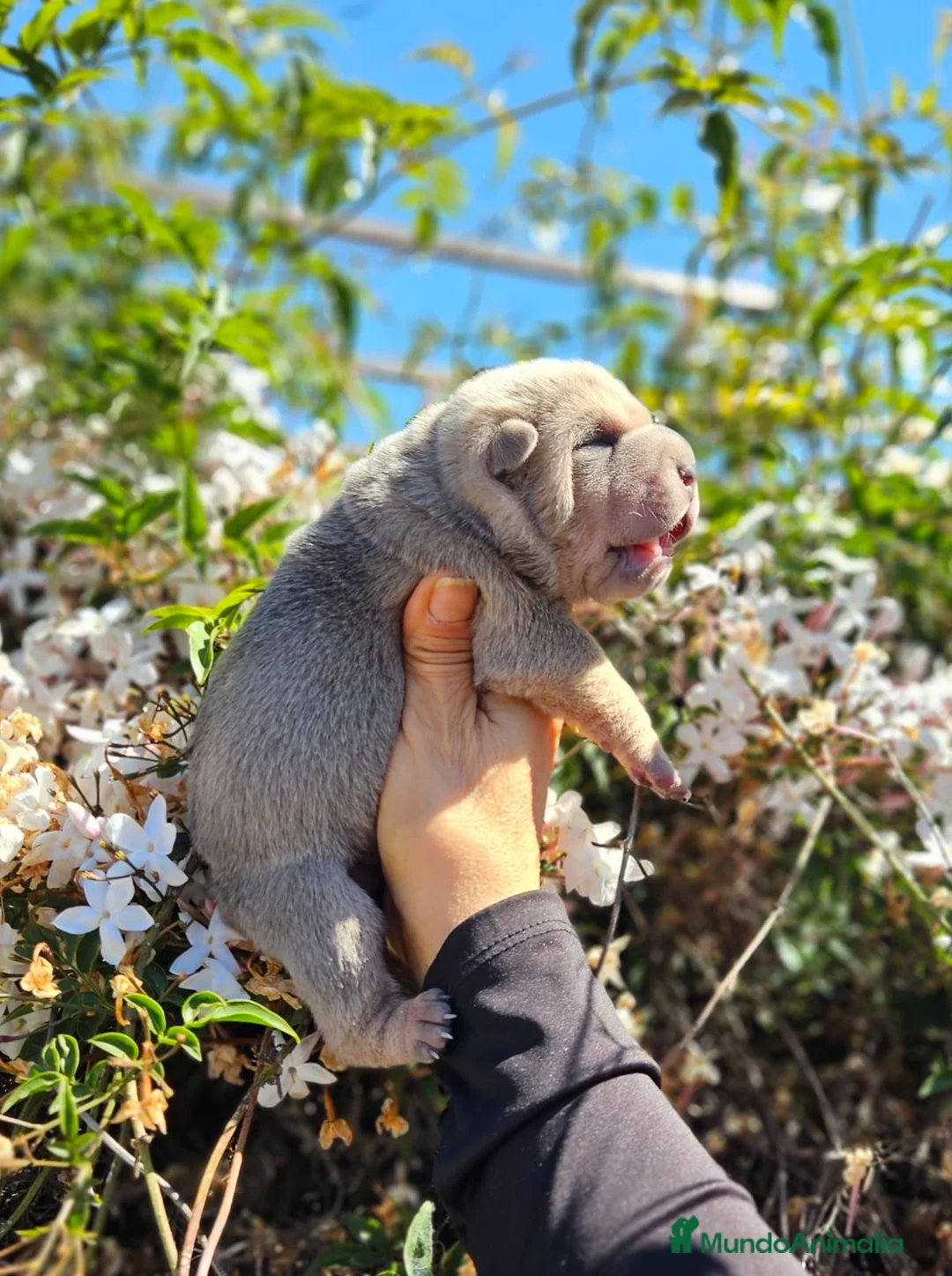 Shar Pei perros en venta: SHAR PEI AZUL Y LILAC FAWN - Anuncio 1