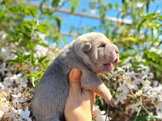 Shar Pei perros en venta: SHAR PEI AZUL Y LILAC FAWN - Anuncio 3