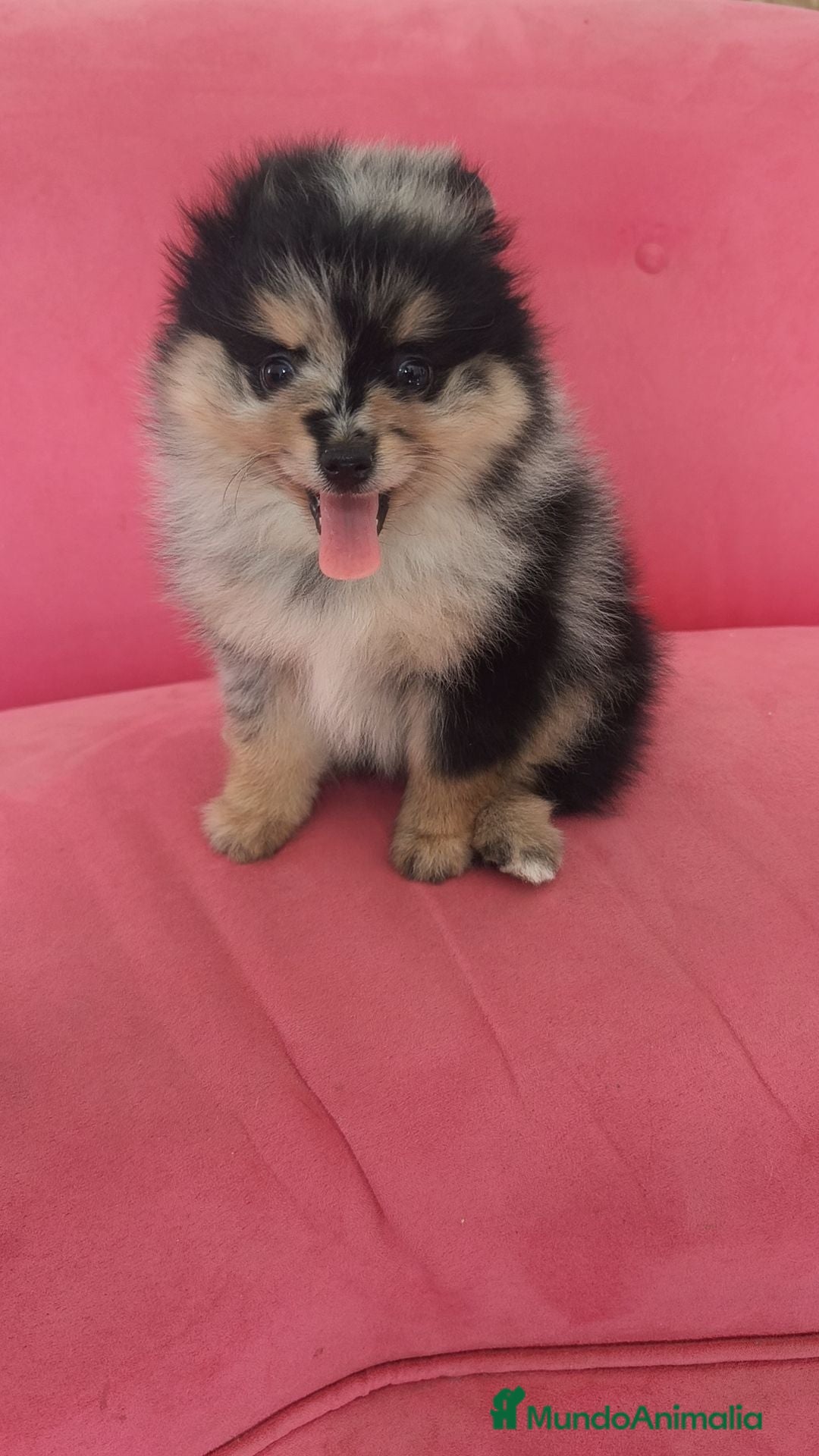 Pomerania perros Pomerania TOY Merle hembra  - Anuncio 3