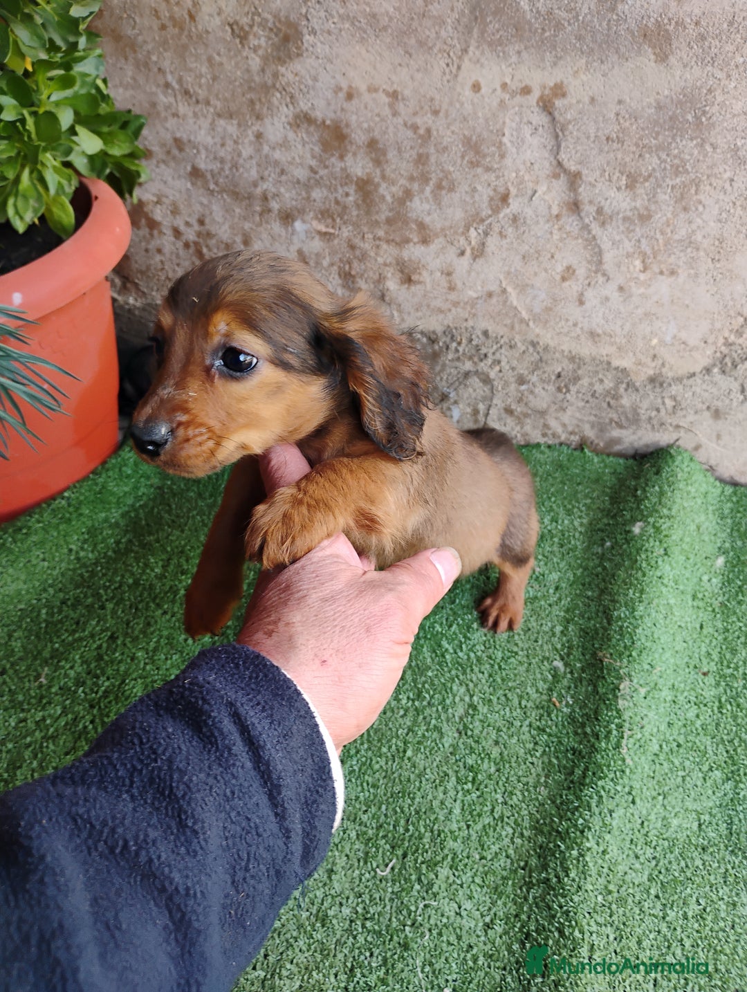 Teckel perros en venta: Machitos teckel miniatura  - Anuncio 8