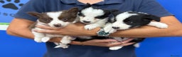 Border Collie perros en venta: Cachorros Border Collie 450€ ¡PRECIO REAL! - Anuncio 1