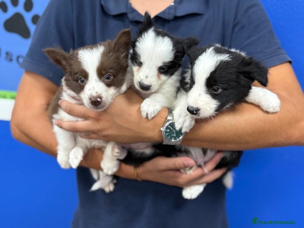 Border Collie perros Cachorros Border Collie 450€ ¡PRECIO REAL! - Anuncio 1