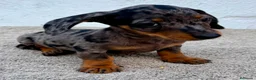 Teckel Miniatura perros en venta: Teckel kaninchen Arlequín  - Anuncio 5