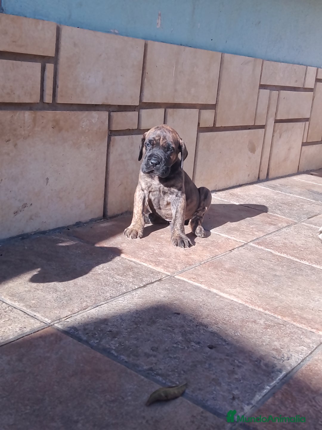 Dogo Alemán perros en venta: Cachorros de Dogo Alemán  - Anuncio 2