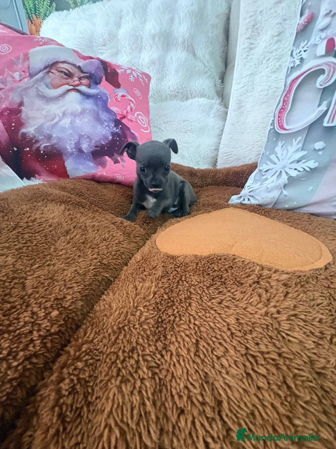 Chihuahua perros en venta: Chihuahua mini toy blue - Anuncio 20