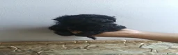 Caniche Toy perros en venta: Caniches negros preciosos🐶🐾 en Málaga - Anuncio 3