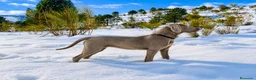 Weimaraner perros en venta: Bracos de Weimar magníficos - Anuncio 10
