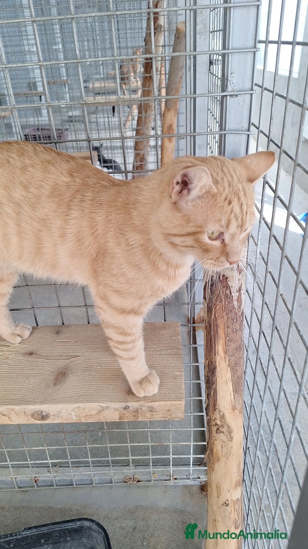 Europeo de Pelo Corto gatos en venta: Gatito común europeo  - Anuncio 2