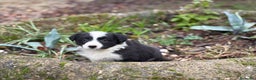 Border Collie perros en venta: 🐾 Preciosos Border Collie con pedigree 🐾 - Anuncio 13