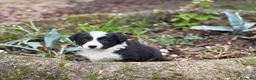 Border Collie perros en venta: 🐾 Preciosos Border Collie con pedigree 🐾 - Anuncio 19