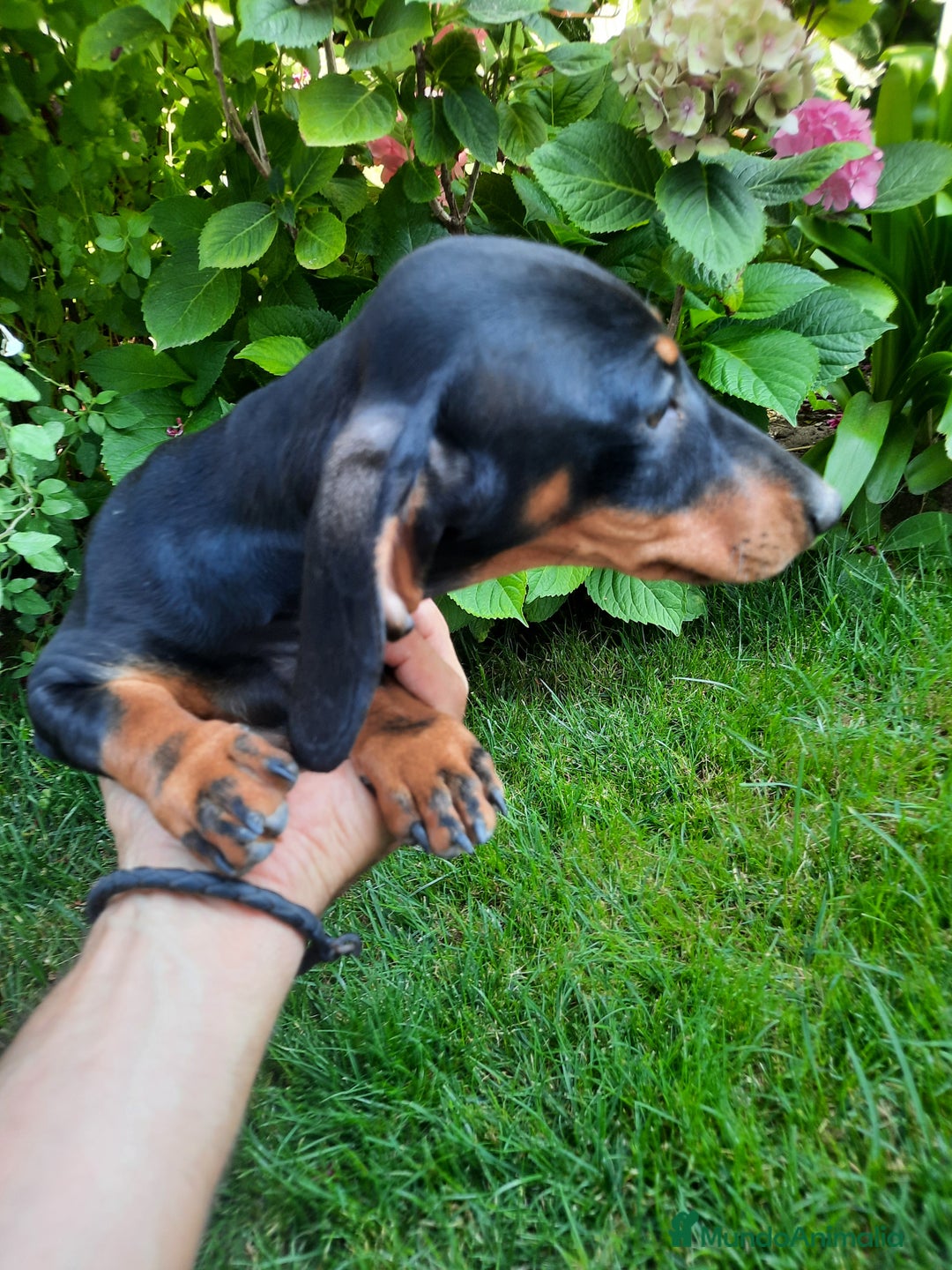 Teckel perros en venta: Teckel  - Imagen 1