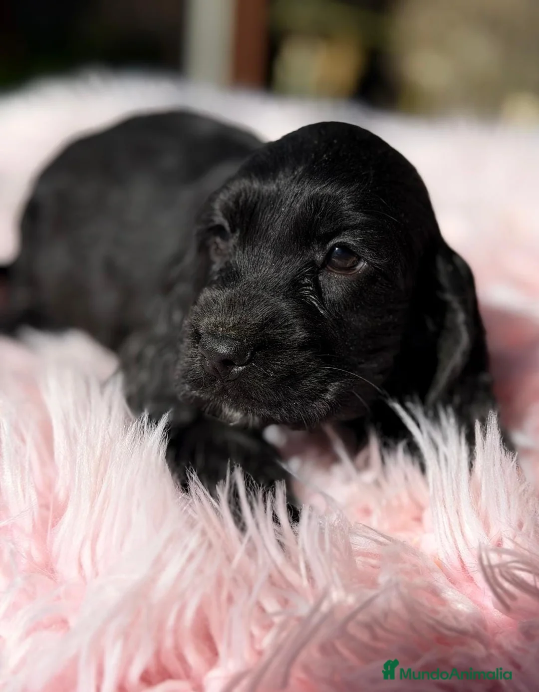 Cocker Spaniel Inglés perros en venta: COCKER SPANIEL INGLES - Anuncio 2