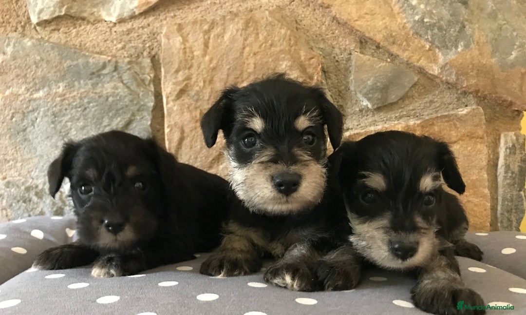 Schnauzer Miniatura perros en venta: Schnauzer mini  - Imagen 1